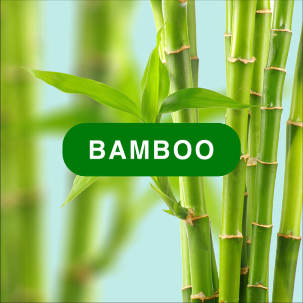 Bamboo